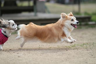 ぴよよぉぉぉ~ん♪ ぴよよぉぉぉ~ん♪