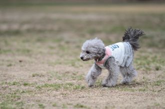 ぴよよぉぉぉ~ん♪ ぴよよぉぉぉ~ん♪