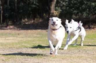 私はかべよ。 私はかべよ。