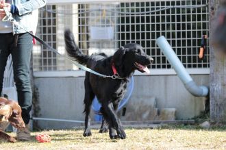 フラット&ボーダー&ビーグル♪ フラット&ボーダー&ビーグル♪
