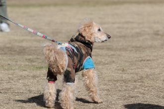 フラット&ボーダー&ビーグル♪ フラット&ボーダー&ビーグル♪