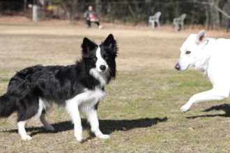 フラット&ボーダー&ビーグル♪ フラット&ボーダー&ビーグル♪