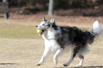 フラット&ボーダー&ビーグル♪ フラット&ボーダー&ビーグル♪