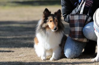 フラット&ボーダー&ビーグル♪ フラット&ボーダー&ビーグル♪