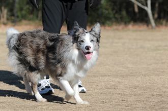 フラット&ボーダー&ビーグル♪ フラット&ボーダー&ビーグル♪