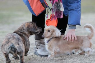 フラット&ボーダー&ビーグル♪ フラット&ボーダー&ビーグル♪
