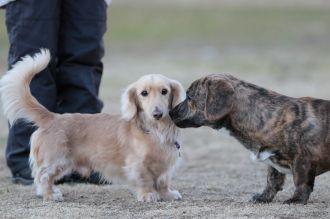 フラット&ボーダー&ビーグル♪ フラット&ボーダー&ビーグル♪