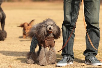 週末のワンコのラスト! 週末のワンコのラスト!