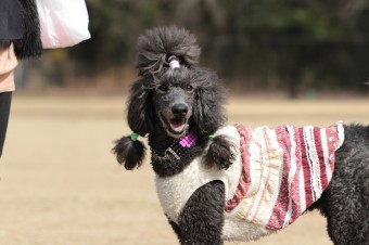 週末のワンコのラスト! 週末のワンコのラスト!