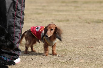 週末のワンコのラスト! 週末のワンコのラスト!
