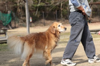 週末のワンコのラスト! 週末のワンコのラスト!