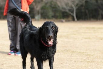 週末のワンコのラスト! 週末のワンコのラスト!