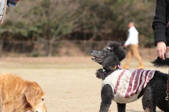 週末のワンコのラスト! 週末のワンコのラスト!