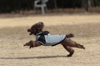 週末のワンコのラスト! 週末のワンコのラスト!
