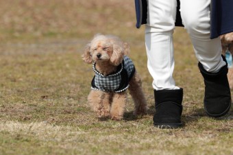 週末のワンコのラスト! 週末のワンコのラスト!