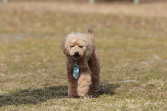 週末のワンコのラスト! 週末のワンコのラスト!