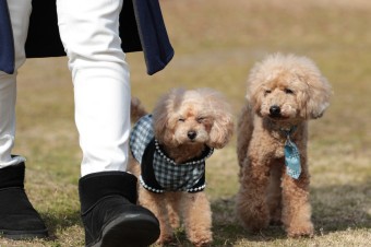 週末のワンコのラスト! 週末のワンコのラスト!