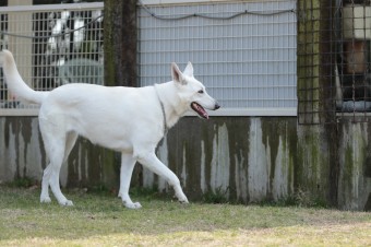 週末のワンコのラスト! 週末のワンコのラスト!