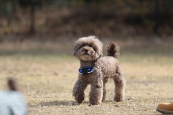 週末のワンコのラスト! 週末のワンコのラスト!