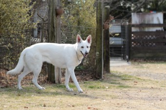 週末のワンコのラスト! 週末のワンコのラスト!