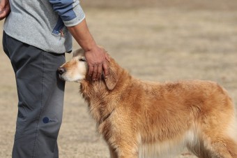 週末のワンコのラスト! 週末のワンコのラスト!