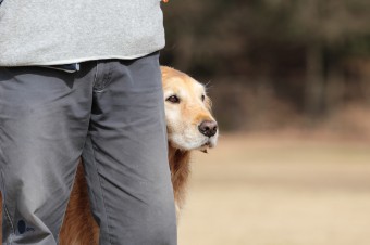 週末のワンコのラスト! 週末のワンコのラスト!
