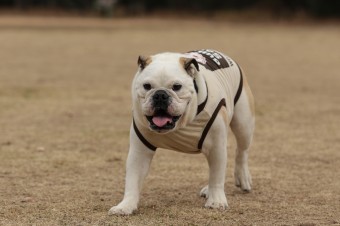 週末のワンコのラスト! 週末のワンコのラスト!