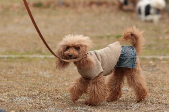週末のワンコのラスト! 週末のワンコのラスト!