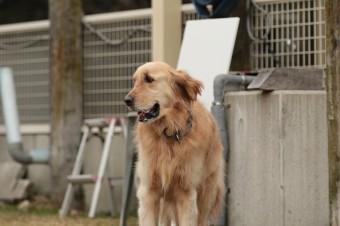 週末のワンコのラスト! 週末のワンコのラスト!