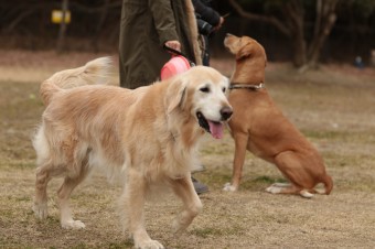 週末のワンコのラスト! 週末のワンコのラスト!