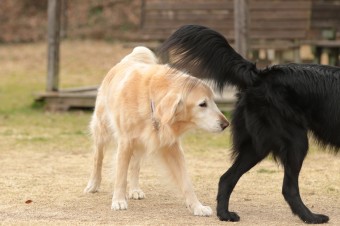 週末のワンコのラスト! 週末のワンコのラスト!