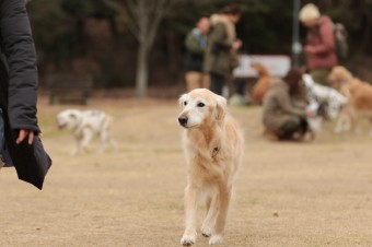 週末のワンコのラスト! 週末のワンコのラスト!