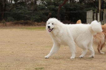 週末のワンコのラスト! 週末のワンコのラスト!