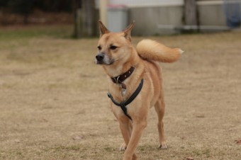 週末のワンコのラスト! 週末のワンコのラスト!