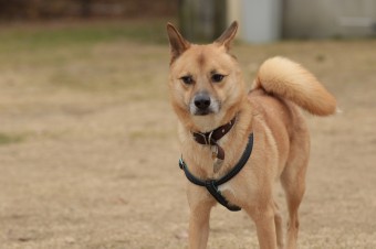 週末のワンコのラスト! 週末のワンコのラスト!