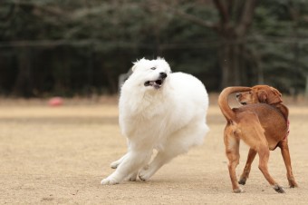週末のワンコのラスト! 週末のワンコのラスト!