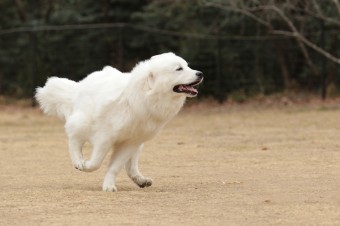 週末のワンコのラスト! 週末のワンコのラスト!
