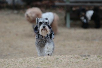 週末のワンコのラスト! 週末のワンコのラスト!