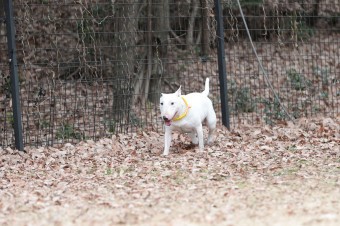 週末のワンコのラスト! 週末のワンコのラスト!