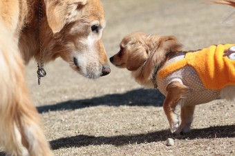 土曜日のワンコ♪ 土曜日のワンコ♪