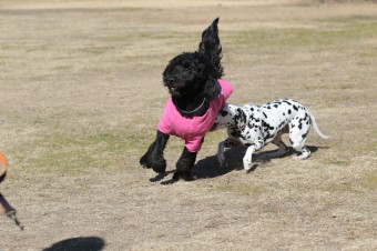 土曜日のワンコ♪ 土曜日のワンコ♪