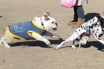 土曜日のワンコ♪ 土曜日のワンコ♪