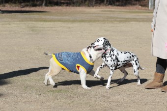 土曜日のワンコ♪ 土曜日のワンコ♪