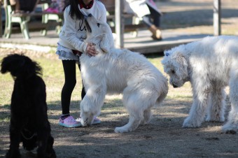 土曜日のワンコ♪ 土曜日のワンコ♪