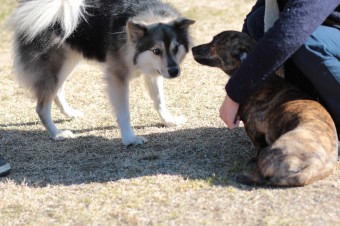土曜日のワンコ♪ 土曜日のワンコ♪