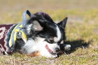 土曜日のワンコ♪ 土曜日のワンコ♪