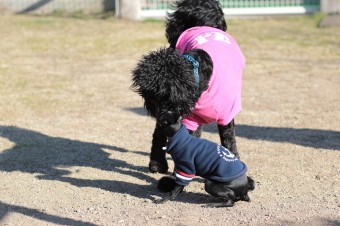 土曜日のワンコ♪ 土曜日のワンコ♪