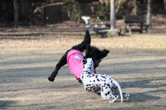 土曜日のワンコ♪ 土曜日のワンコ♪