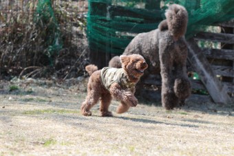 裸族。 裸族。