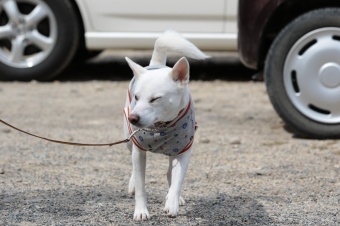 おヒゲちゃん達ワイワイ♪ おヒゲちゃん達ワイワイ♪